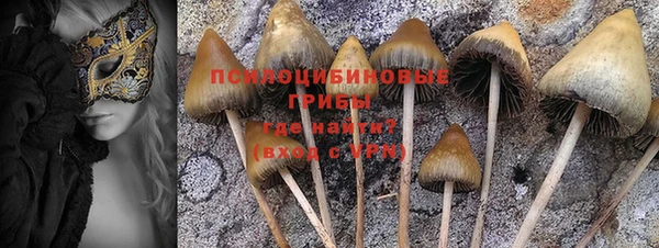 прущие грибы Алзамай